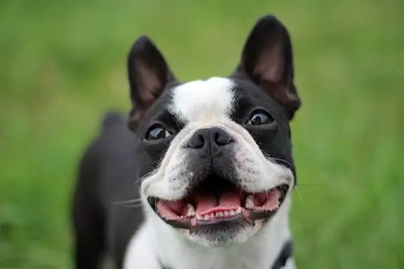 Boston Terrier 4