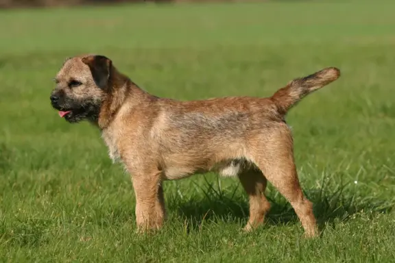 Border Terrier 1