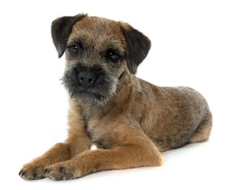 Border Terrier 2