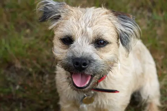 Border Terrier 3