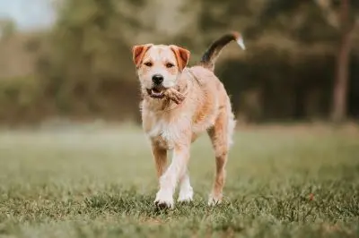 Border Terrier 4