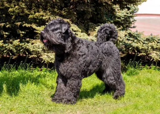 Bouvier des Flandres 1