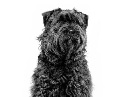 Bouvier des Flandres 2