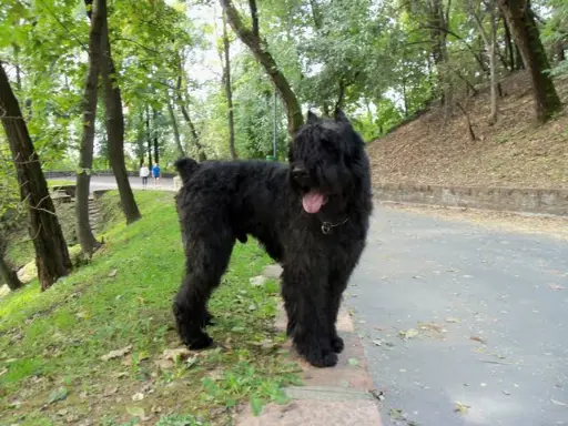 Bouvier des Flandres 3