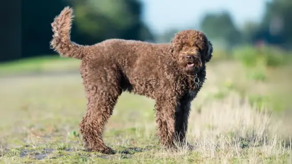 Barbet (Francuski Pies Dowodny) 1