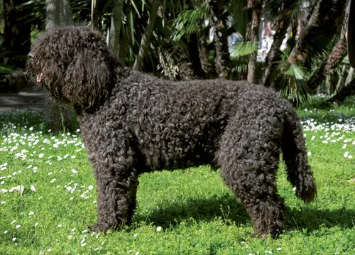 Barbet (Francuski Pies Dowodny) 2