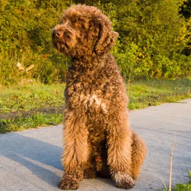 Barbet (Francuski Pies Dowodny) 3