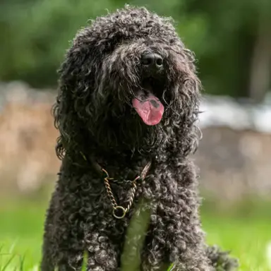 Barbet (Francuski Pies Dowodny) 4