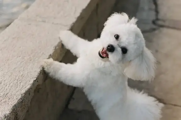 Bichon Frise 1