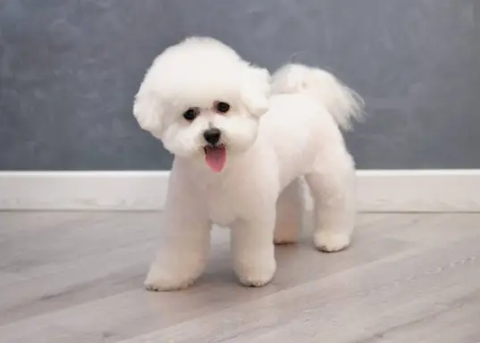 Bichon Frise 2