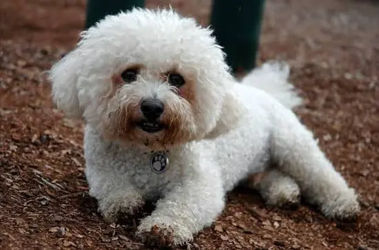 Bichon Frise 3