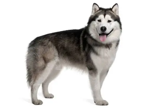 Alaskan Malamute 1