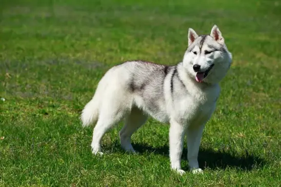 Alaskan Malamute 3