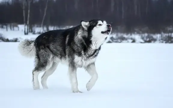 Alaskan Malamute 4