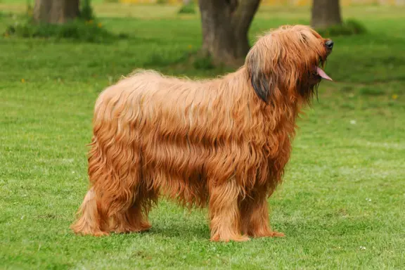 Owczarek francuski briard 1