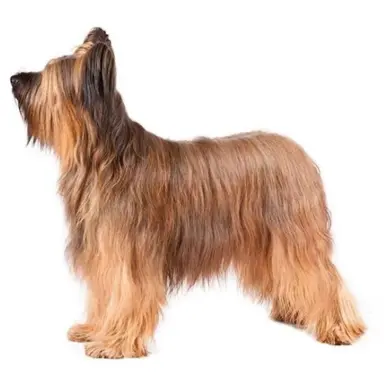 Owczarek francuski briard 3