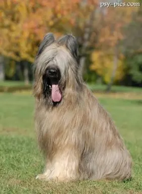 Owczarek francuski briard 4
