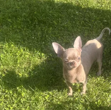 LovelyDogs 6