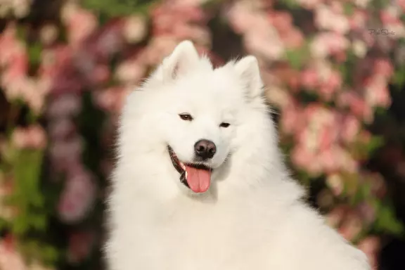 Lovely Fluffy Smile FCI 1