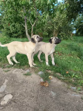Osjana 4