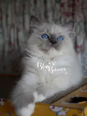 BlueBaloon*PL Hodowla Kotów Rasy Ragdoll Warszawa 4