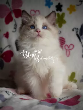 BlueBaloon*PL Hodowla Kotów Rasy Ragdoll Warszawa 7