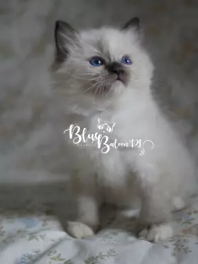 BlueBaloon*PL Hodowla Kotów Rasy Ragdoll Warszawa 8