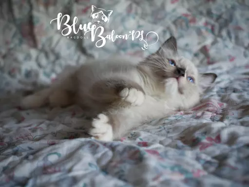 BlueBaloon*PL Hodowla Kotów Rasy Ragdoll Warszawa 6
