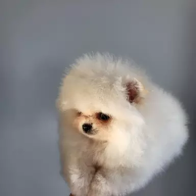 Hodowla - Diamonds Pomeranian 1