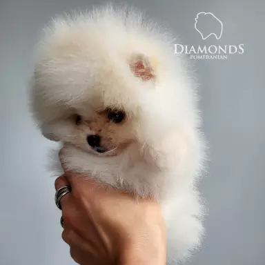 Hodowla - Diamonds Pomeranian 2