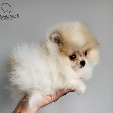 Hodowla - Diamonds Pomeranian 3