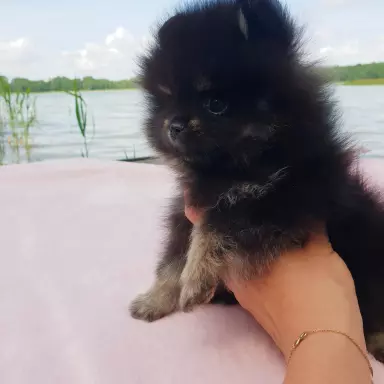 Hodowla - Diamonds Pomeranian 4