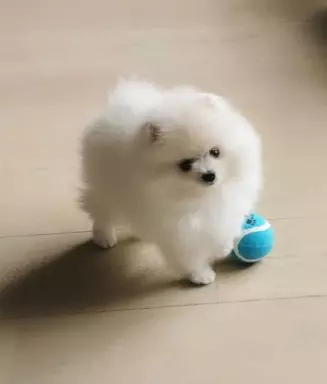 Hodowla - Diamonds Pomeranian 5