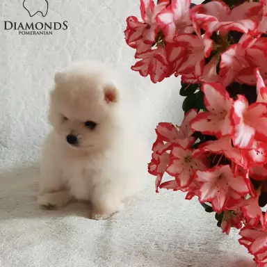Hodowla - Diamonds Pomeranian 7