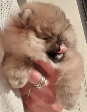 Hodowla - Diamonds Pomeranian 8