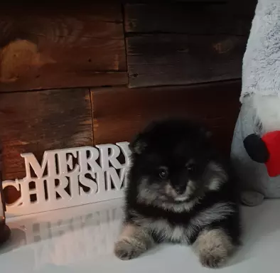 Hodowla - Diamonds Pomeranian 6