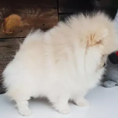 Hodowla - Diamonds Pomeranian 9