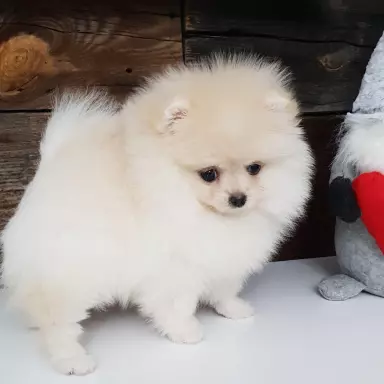 Hodowla - Diamonds Pomeranian 10