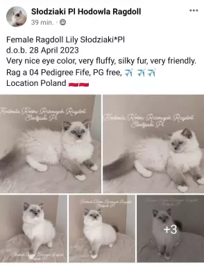 Słodziaki Pl Hodowla Ragdoll 1