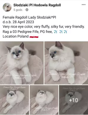 Słodziaki Pl Hodowla Ragdoll 2