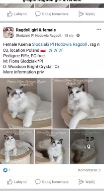 Słodziaki Pl Hodowla Ragdoll 3