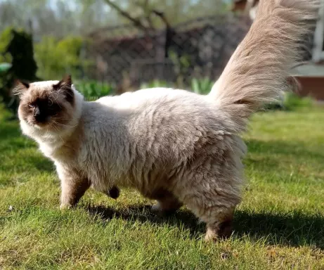 Hodowla - Hodowla kotów rasowych Ragdoll Pucholandia 6