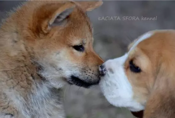 Hodowla shiba inu i beagle z Warszawy 1