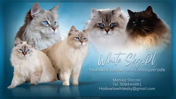 white sky*PL 1
