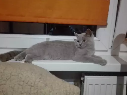 Zuziaczki.pl 4