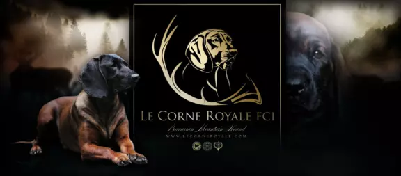 Le Corne Royale FCI 1