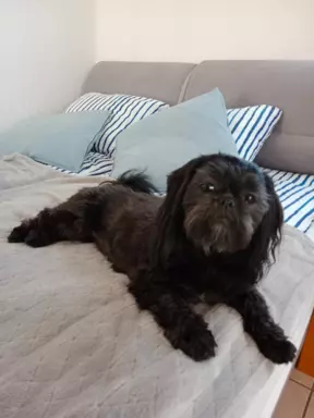 Hodowla Shih Tzu CHANEL FAMILY 3