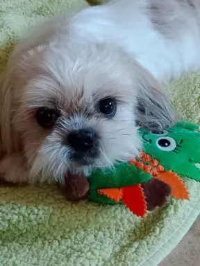 Hodowla Shih Tzu CHANEL FAMILY 2