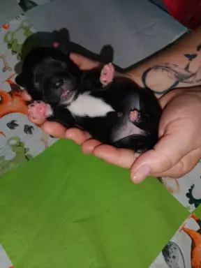 Hodowla Shih Tzu CHANEL FAMILY 4
