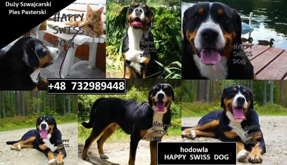 Hodowla - Duży Szwajcarski Pies Pasterski HAPPY SWISS DOG 4